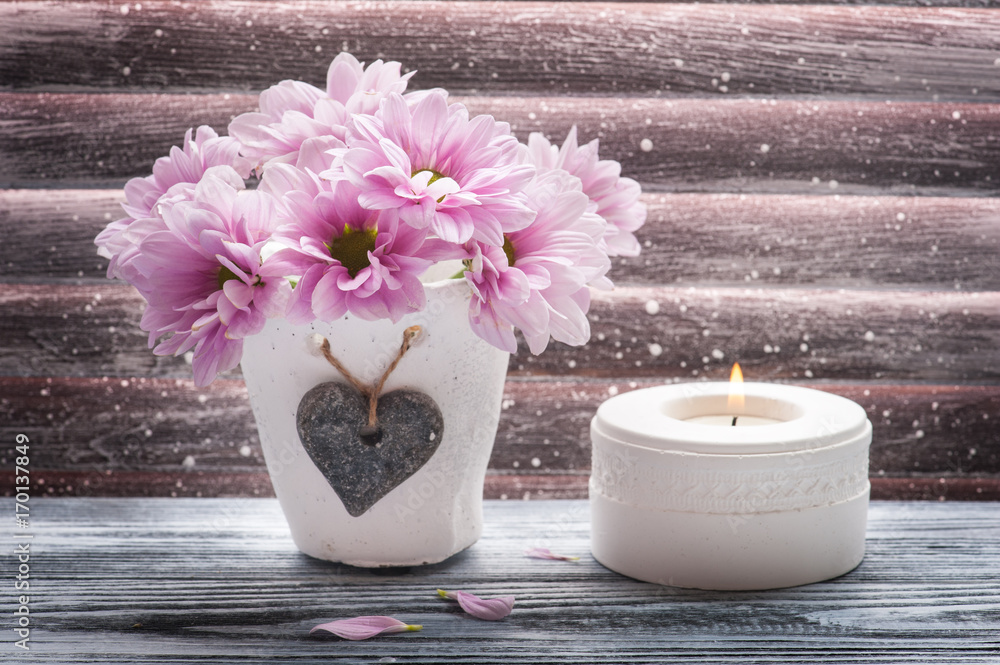 Pink chrysanthemum in concrete pot Pink chrysanthemum in concrete pot