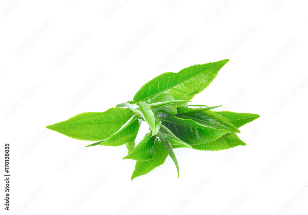 green tea leaves on white background green tea leaves on white background