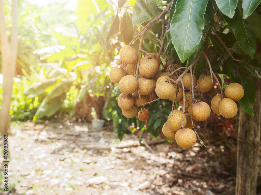 Ripe and fresh Longan hanging on branch, Longan orchard Ripe and fresh Longan hanging on branch, Longan orchard