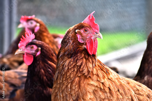 Chickens on traditional free range poultry farm