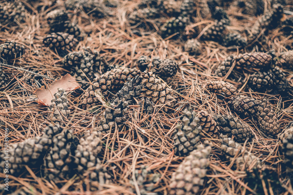 Dry coniferous cones. Winter New Year decorations in rustic style Dry coniferous cones. Winter New Year decorations in rustic style