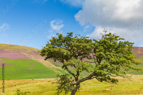 Tree in Latrigg overlooking Keswick and Derwent Water  Cumbria  UK