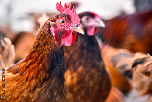 Chickens on traditional free range poultry farm photo