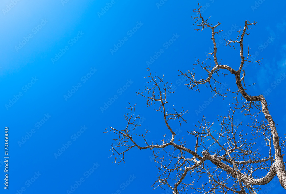 Perk up view and copy space. Perennial dead the tree remains of dry branches. Perk up view and copy space. Perennial dead the tree remains of dry branches.