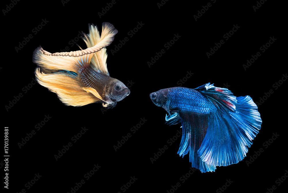 Siamese yellow and blue color fighting fish are fighting isolated over black background Siamese yellow and blue color fighting fish are fighting isolated over black background