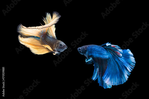 Siamese yellow and blue color fighting fish are fighting isolated over black background
