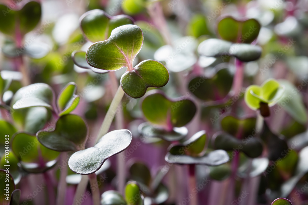 Red cabbage microgreens grown indoors, five days old Red cabbage microgreens grown indoors, five days old
