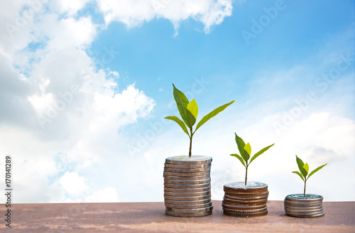 Plant Growing In Savings Coins. Money coin stack growing graph. blue sky background. Investment Concept.