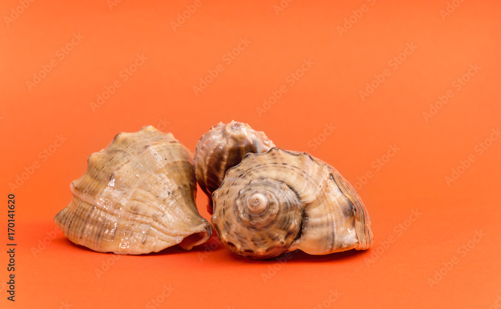Seashells on the orange background. Seashells on the orange background.