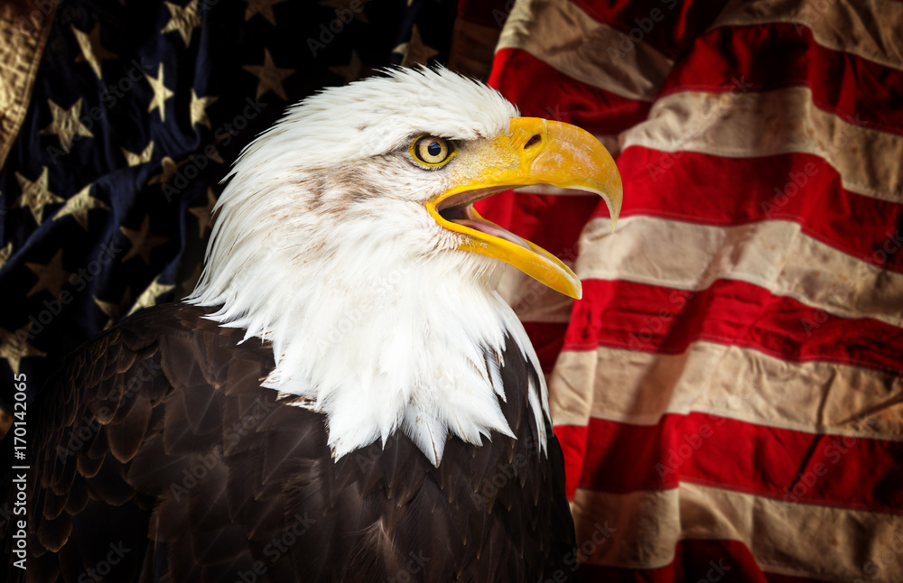 Naklejka premium Bald Eagle with American flag.