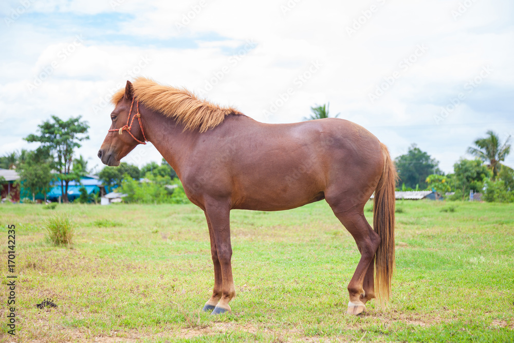 Fototapeta premium Brown horse standing on grass