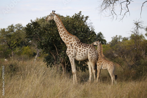 Giraffenmutter mit Baby © steffilurger
