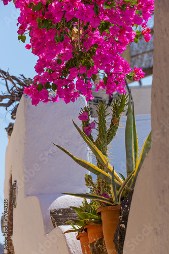 Beautiful blooming bougenvilia in Emporio on the island of Santorini in Greece. photo