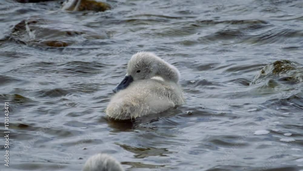 Baby Swan Cleans Itself - Graded Version, Real 200fps SlowMo Baby Swan Cleans Itself - Graded Version, Real 200fps SlowMo