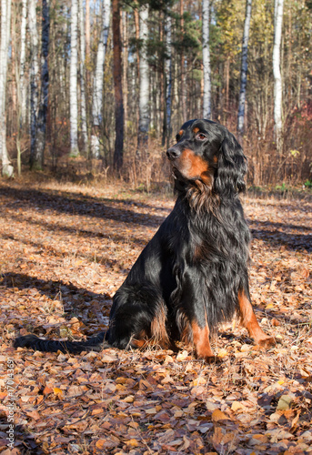 Fotografía Setter Gordon in autumn forest