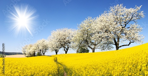 Rapeseed, canola or colza field with parhway photo