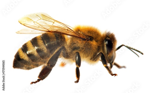 detail of bee or honeybee in Latin Apis Mellifera