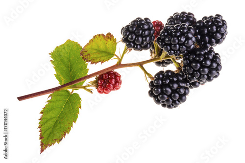 Branch of bramble isolated on white background. Bunch of beautiful ripe blackberries with green leaves.