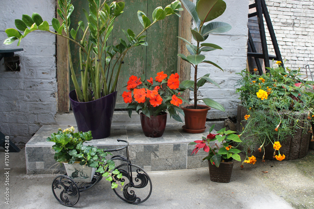 Beautiful terrace with a lot flowers and bicycle