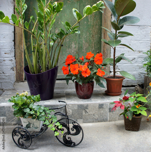 Beautiful terrace with a lot flowers and bicycle photo