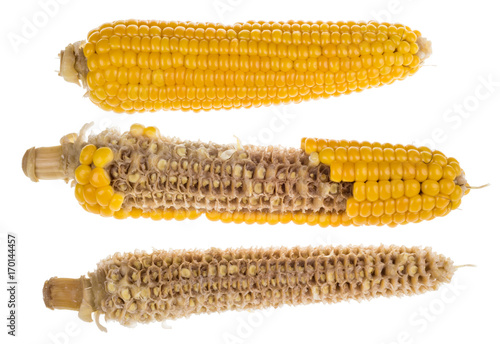 Valokuva Group of boiled corncobs isolated on white background
