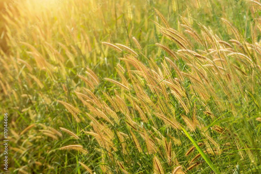 Flower grass in the forest. Flower grass in the forest.