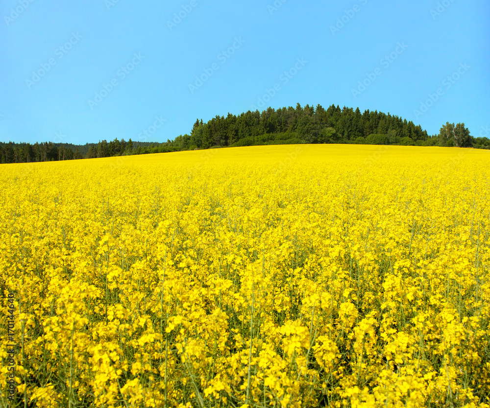 golden field of flowering rapeseed, canola or colza