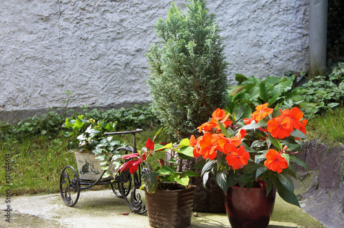 Beautiful terrace with a lot flowers and bicycle photo