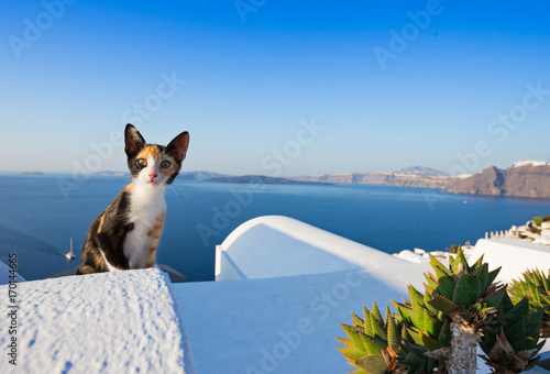 Fototapeta Naklejka Na Ścianę i Meble -  Close-up of cat on Santorini island, Greece