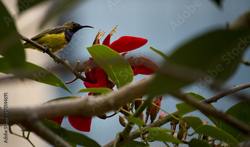 Purple Rumped Sunbird photo