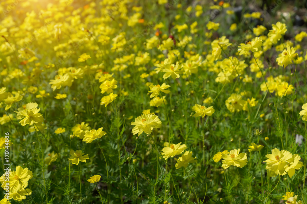 Yellow cosmos flower