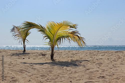 Beach with two baby palm trees