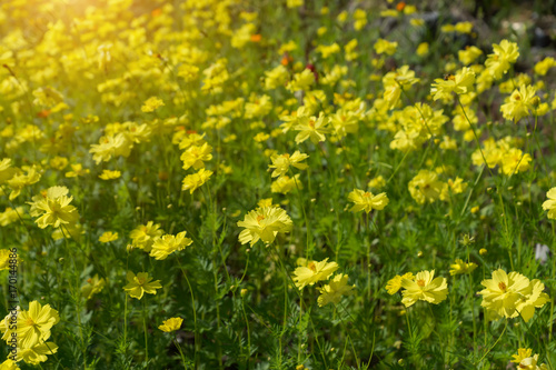 Yellow cosmos flower © noppharat