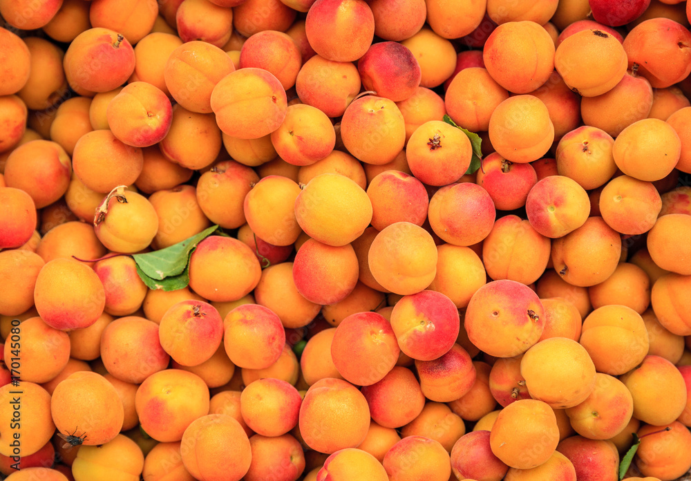 Aprricots Aprricots