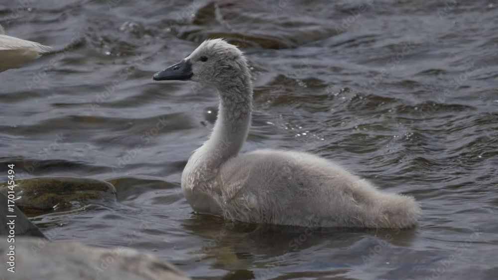 Baby Swan Cleans Itself - Native Version, Real 200fps SlowMo
