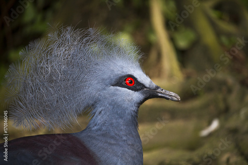 Victoria Crowned Pigeon