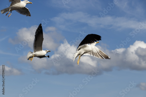 Several sea gulls in flight