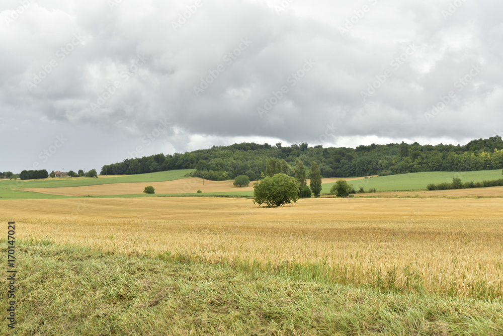 Vastes champs de blé après moisson sous un ciel gris ,au Périgord Vert