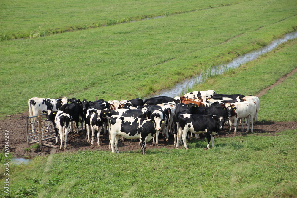Dutch cows on farmland