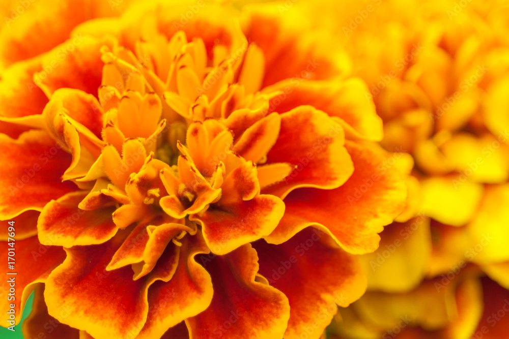 Fototapeta premium Orange and yellow marigold flowers in the garden (closeup)