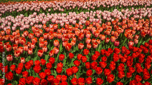 Red tulips. Amazing red tulip flower. Spring scene of tulip field © EwaStudio