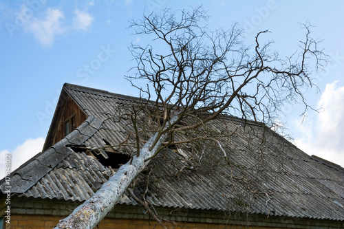 Slate asbestos roof damaged by a fallen down tree. Dry pine that fell on the abandoned house with asbestos roof.