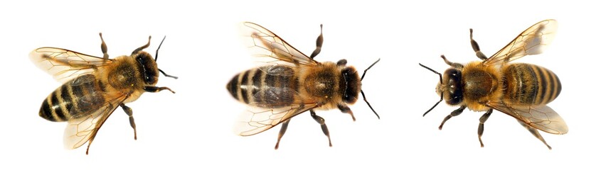 group of bee or honeybee on white background, honey bees