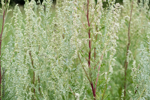 Obraz na plátně Wormwood Artemisia absinthium perennial herb of silvery color, with a strong aro