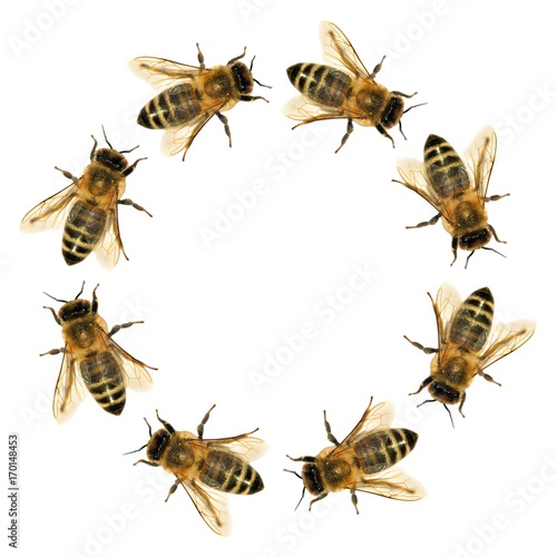 group of bee or honeybee in the circle © Daniel Prudek