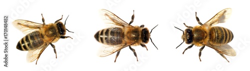 group of bee or honeybee on white background, honey bees