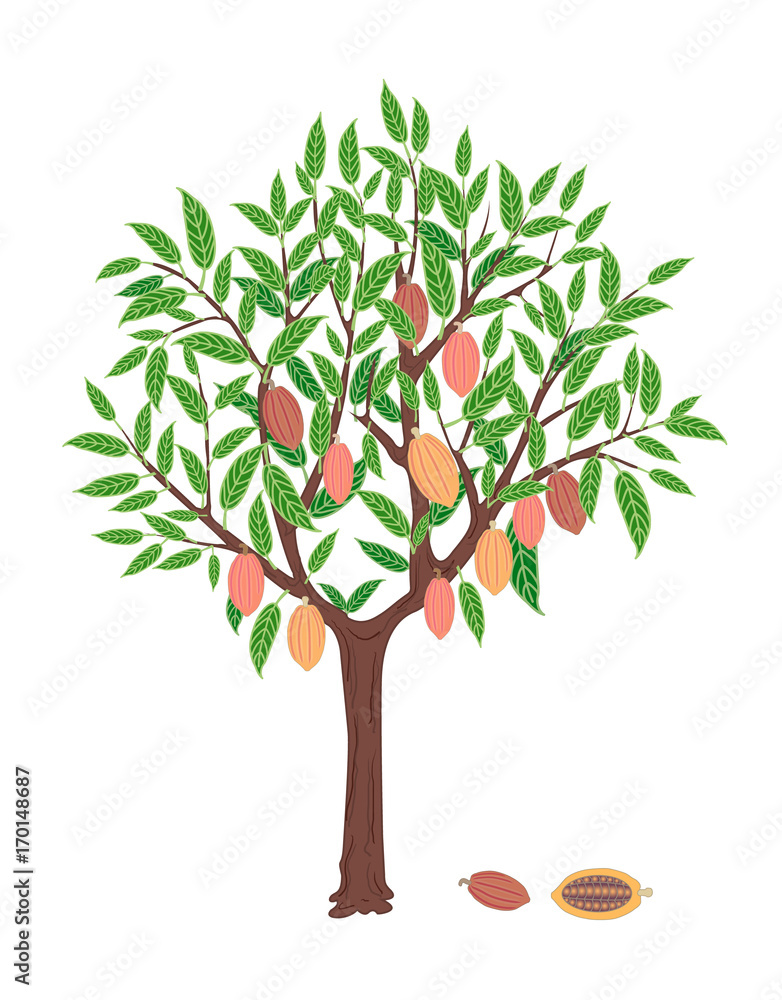 Naklejka premium cacao tree with pink and yellow fruits on white background
