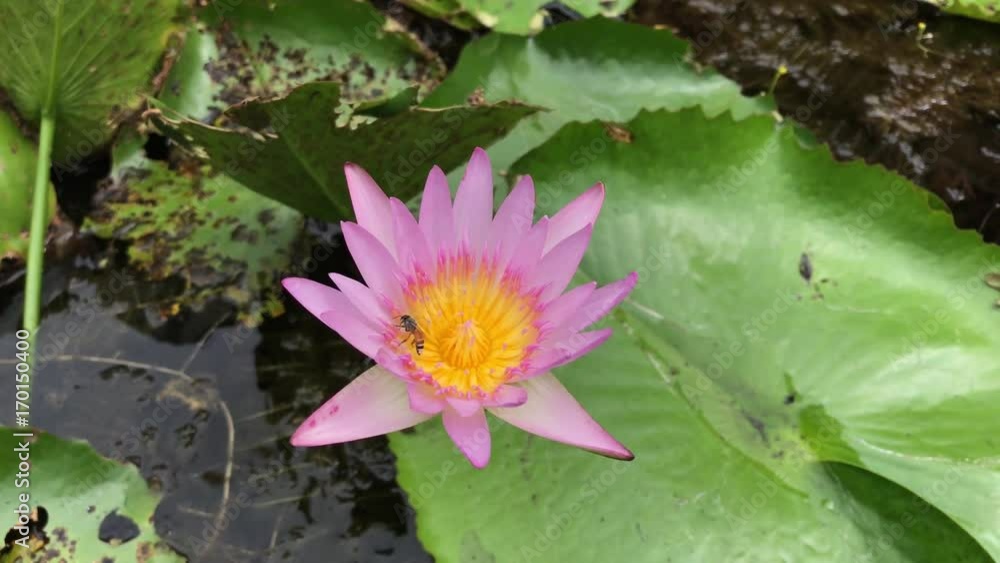 Closeup bee in lotus pink color Closeup bee in lotus pink color