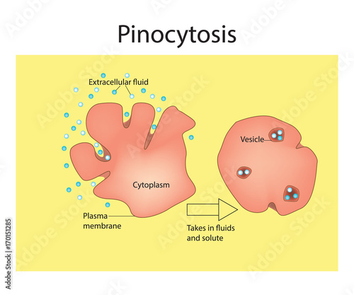 Pinocytosis. Cell Transport