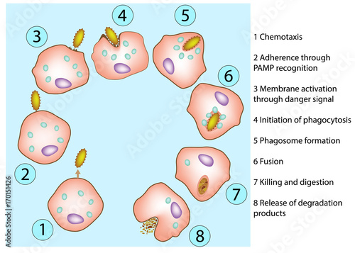 The steps of phagocytosis. Human immune system. Vector diagram
